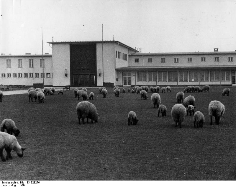 Flughafen Kln Butzweilerhof, Schafe