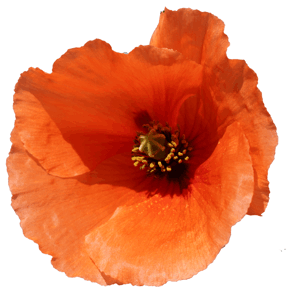 Poppy for the crew of ND 388